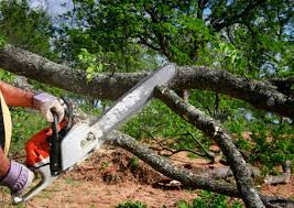 Best Tree Mulching Services  in Scott City, KS