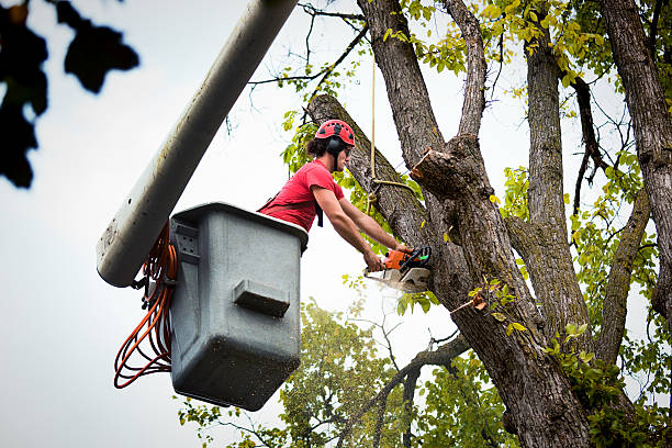 How Our Tree Care Process Works  in  Scott City, KS